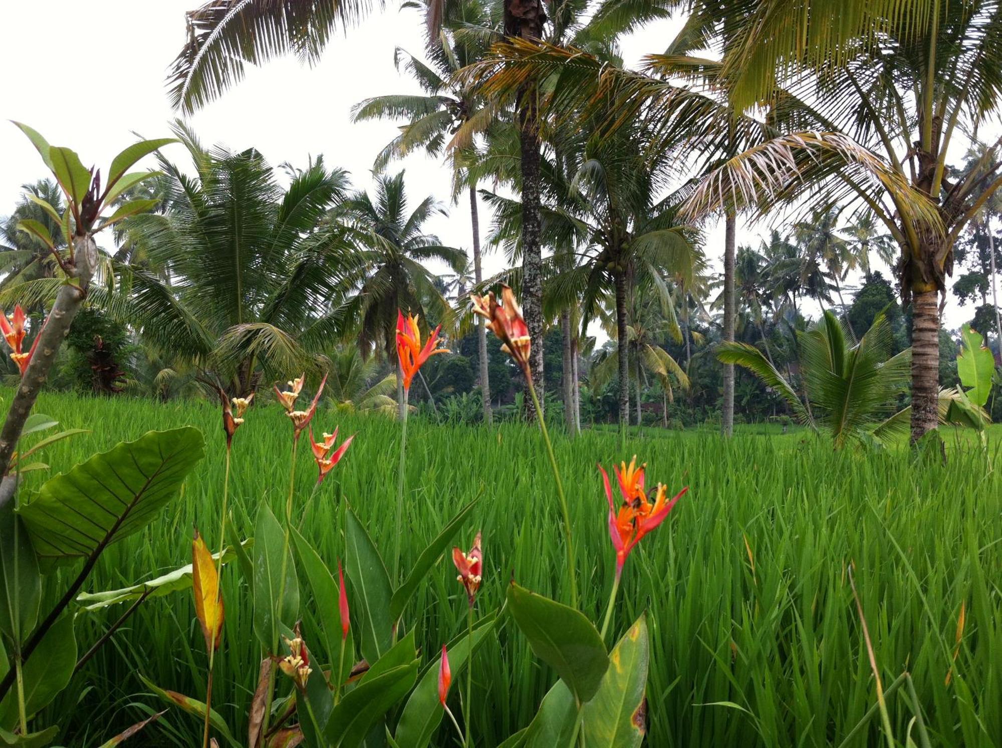 Villa Neyang Ubud  Exterior photo